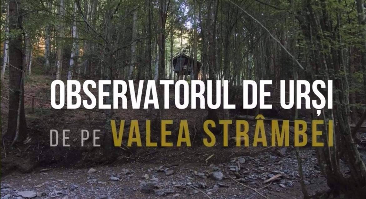 Valea Salbatica Hotell Sinca Noua Eksteriør bilde